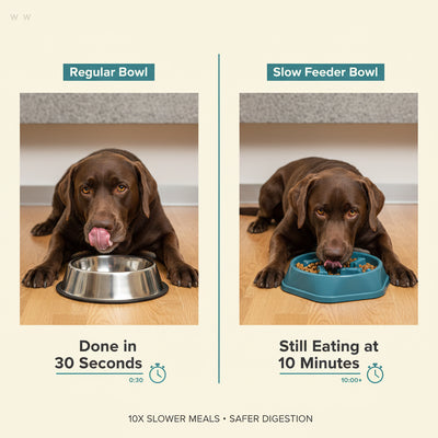Pet Slow Food Bowl