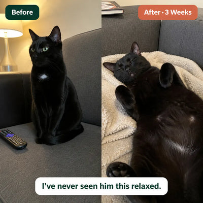 PurrSpa - Electric Cat Head Massager