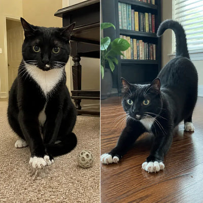 Ventra - Self-Filing Cat Nail Toy