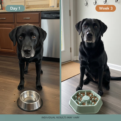 Pet Slow Food Bowl