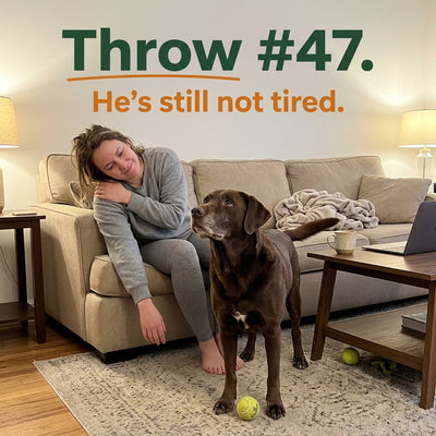 Automatic Dog Ball Launcher