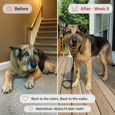 Ventra - Red Light Therapy Vest for Pets