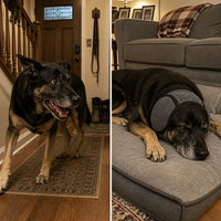 Premium Dog Cancelling Headphones