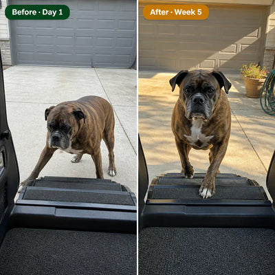 PupRamp 4-Step - Folding Dog Car Stairs