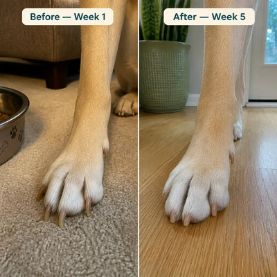 ScratchPaw - Dog Nail File & Treat Puzzle Board