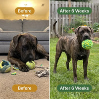 KONG The Ultimate Dog Ball