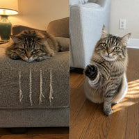 Ventra - Self-Filing Cat Nail Toy